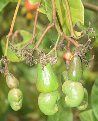 Anacardium occidentale immature fruit